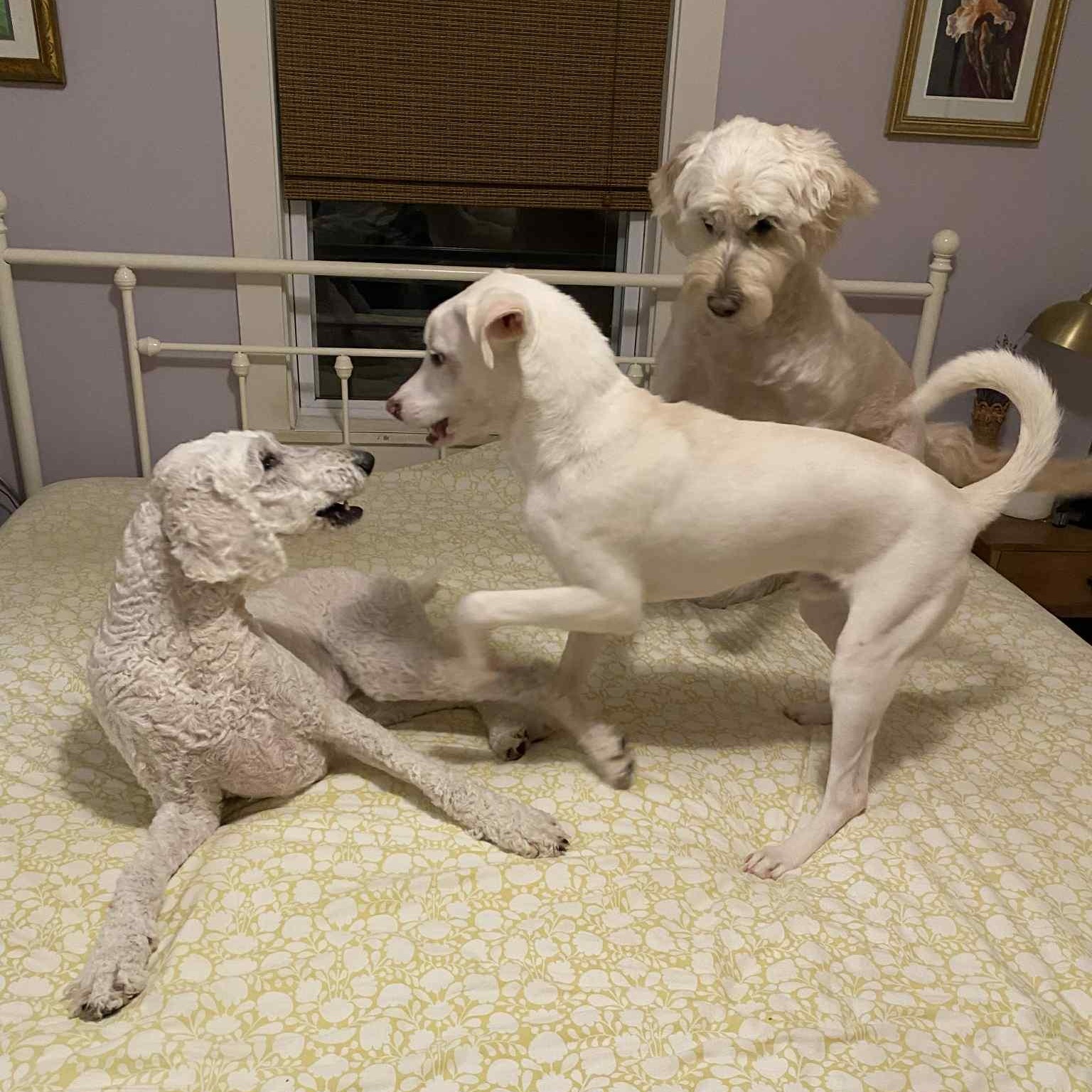 Enlarge Murphy, a ADOPTABLE Mixed Breed in Woolwich, ME image 2/5