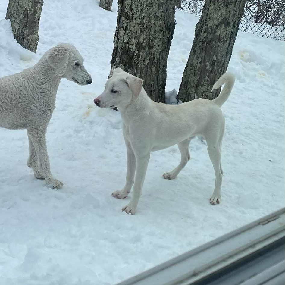 Enlarge Murphy, a ADOPTABLE Mixed Breed in Woolwich, ME image 4/5