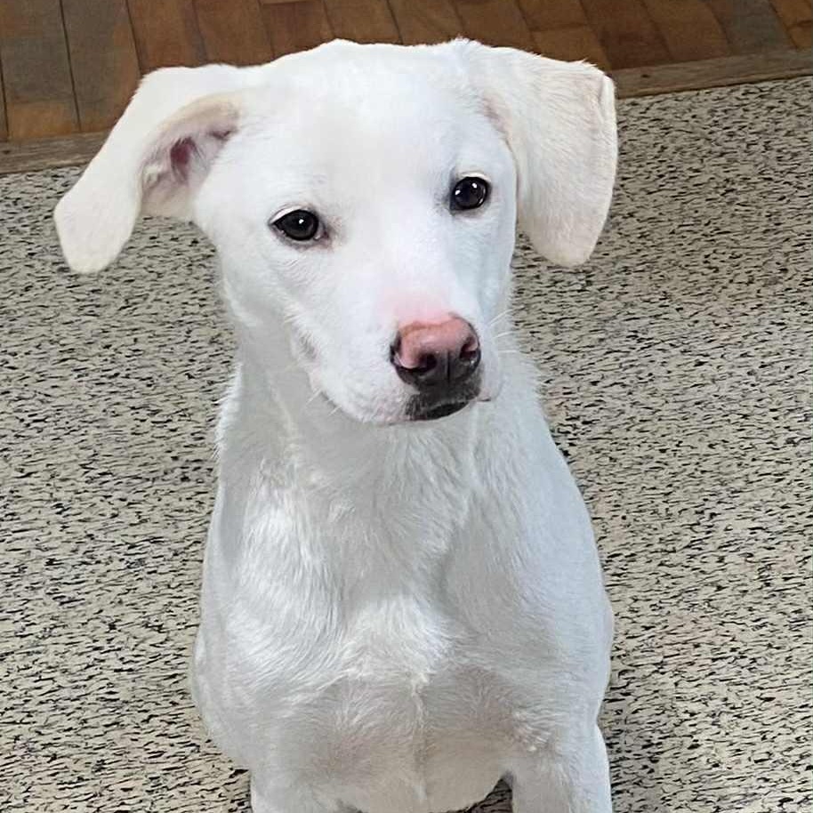 Enlarge Murphy, a ADOPTABLE Mixed Breed in Woolwich, ME image 1/5