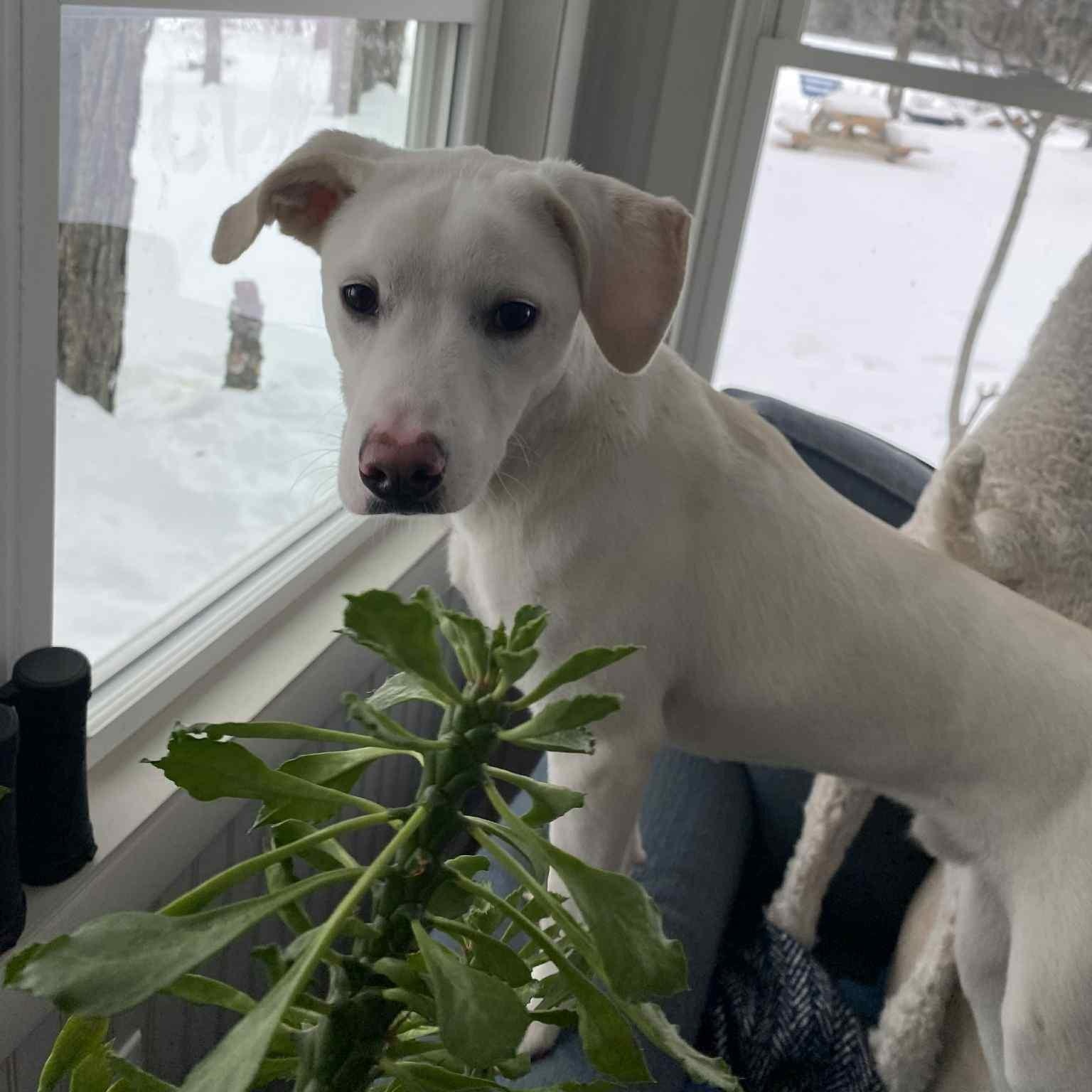 Enlarge Murphy, a ADOPTABLE Mixed Breed in Woolwich, ME image 5/5