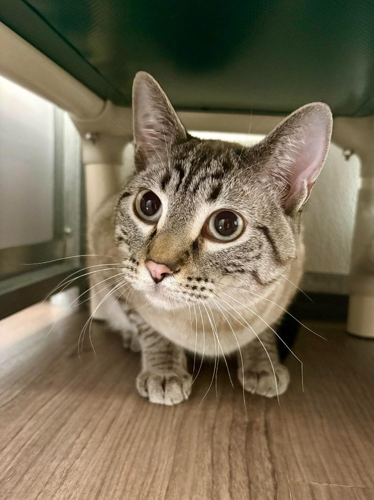 Enlarge Pokey, a Adoptable mixed breed in Gillette, WY image 1/1