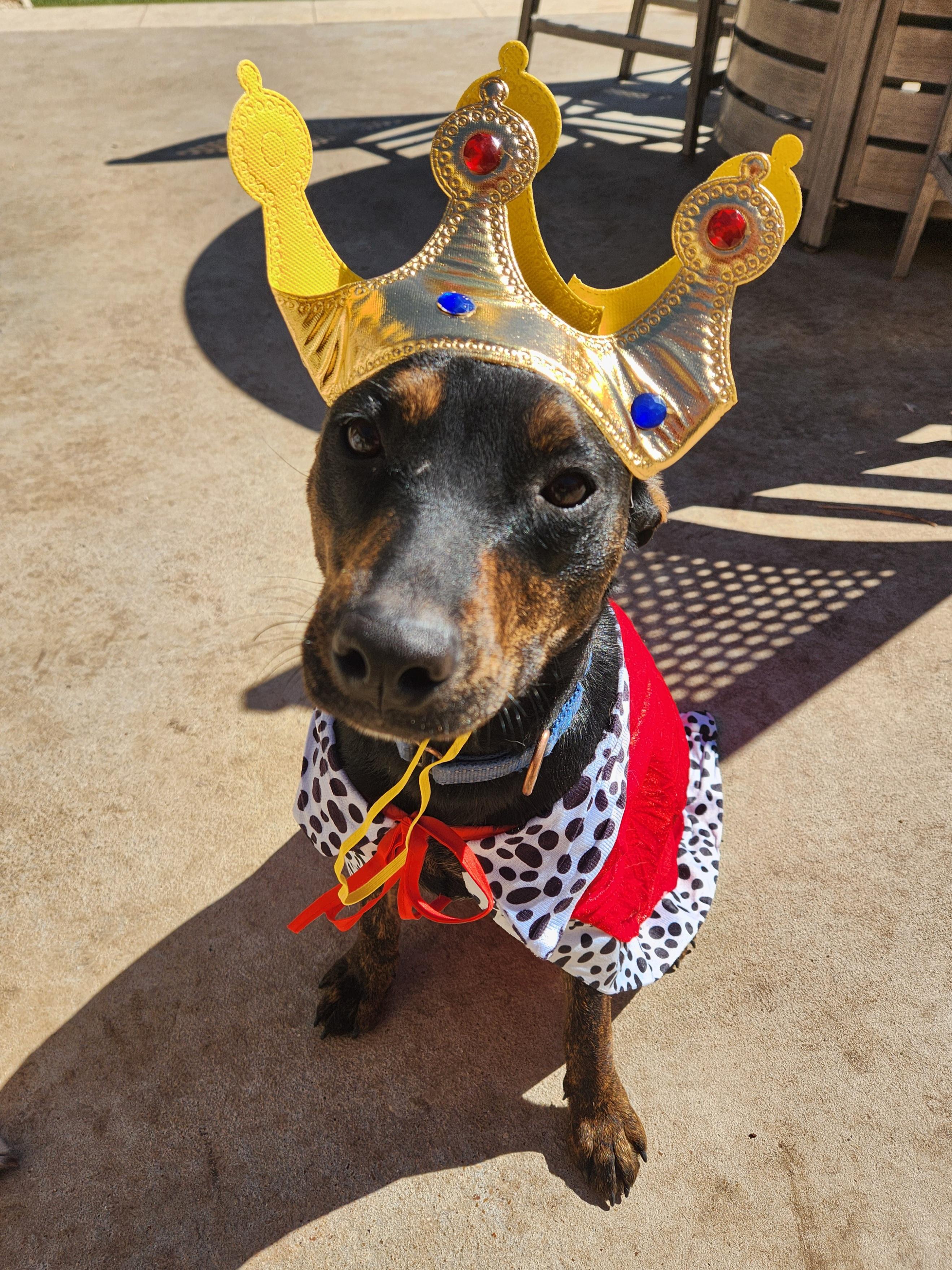 Enlarge Maria, a Adoptable Mixed Breed in Killeen, TX image 2/6