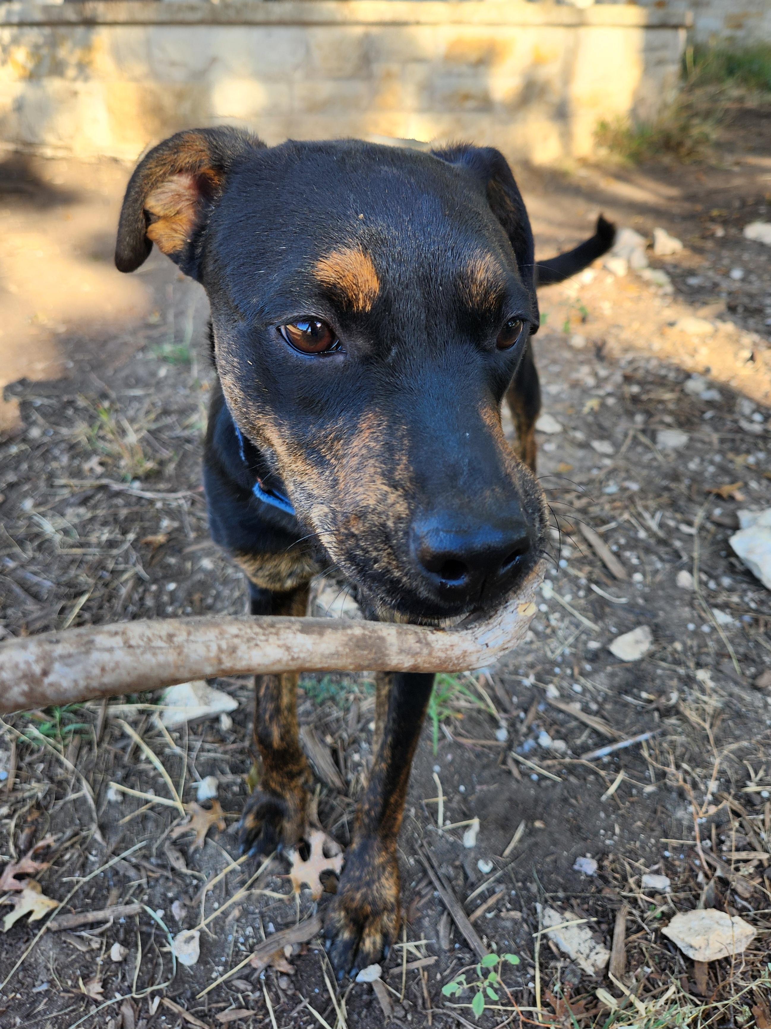 Enlarge Maria, a Adoptable Mixed Breed in Killeen, TX image 3/6