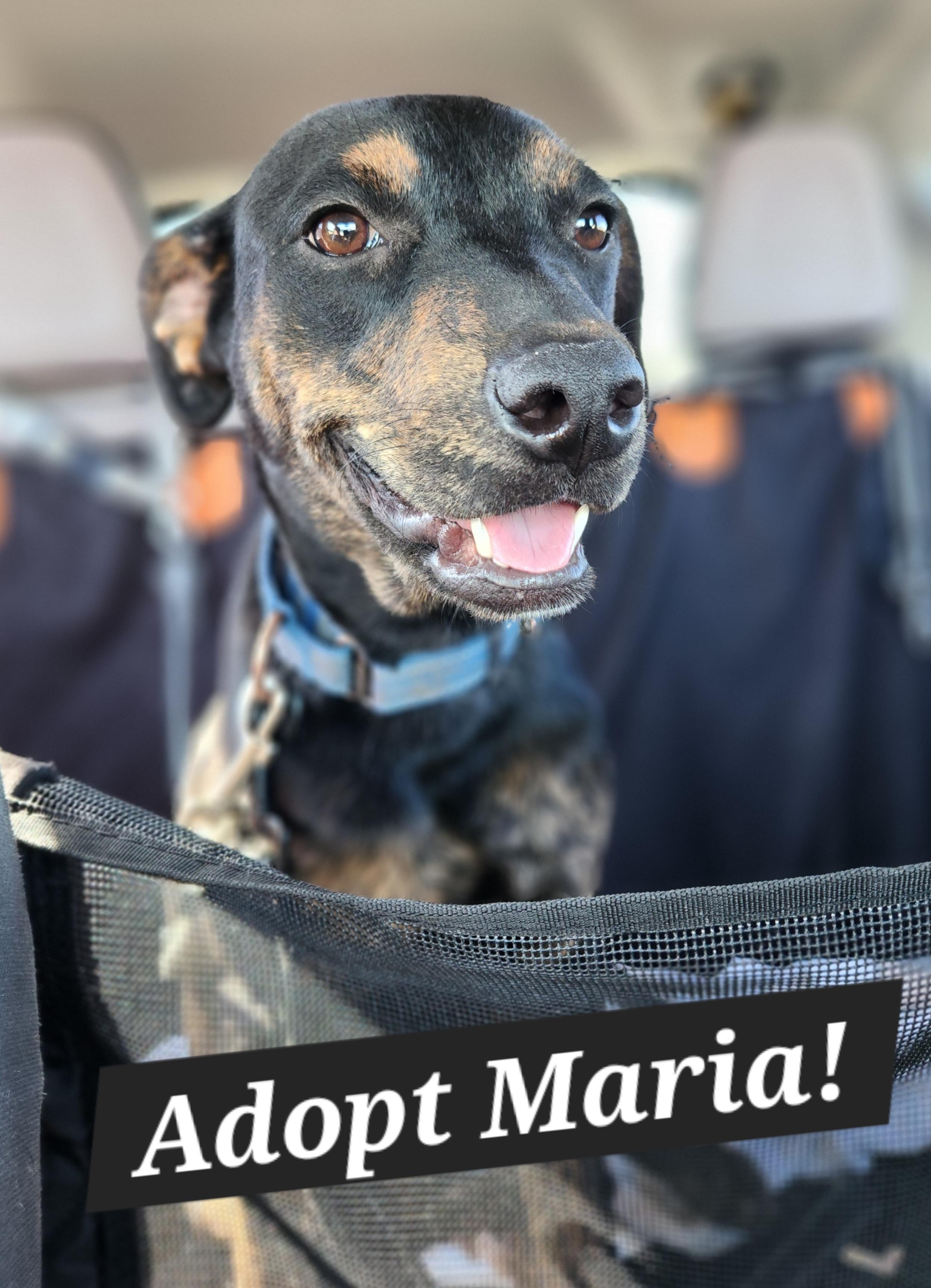 Maria, Adoptable, Young Female Mixed Breed.