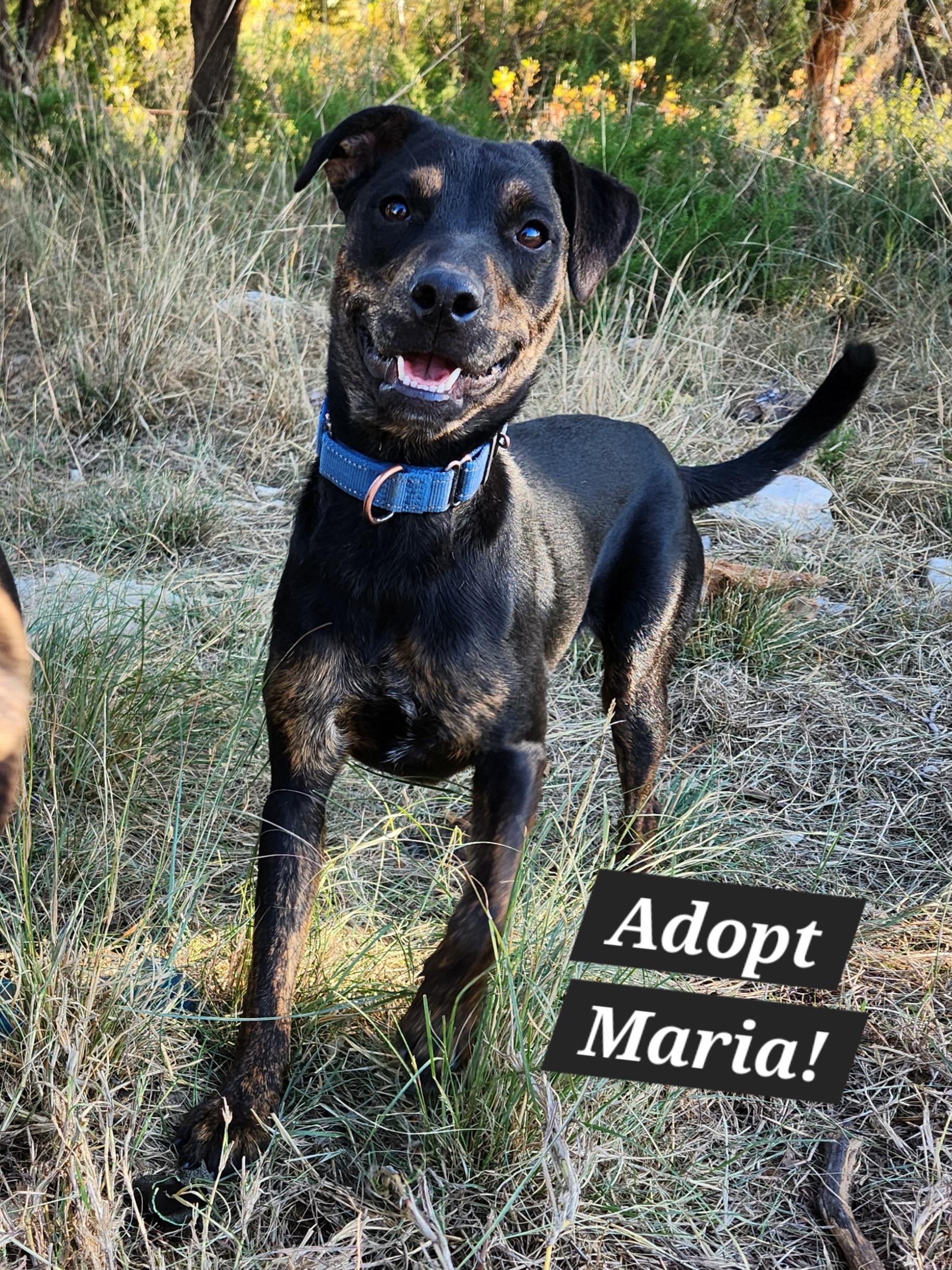 Enlarge Maria, a Adoptable Mixed Breed in Killeen, TX image 5/6