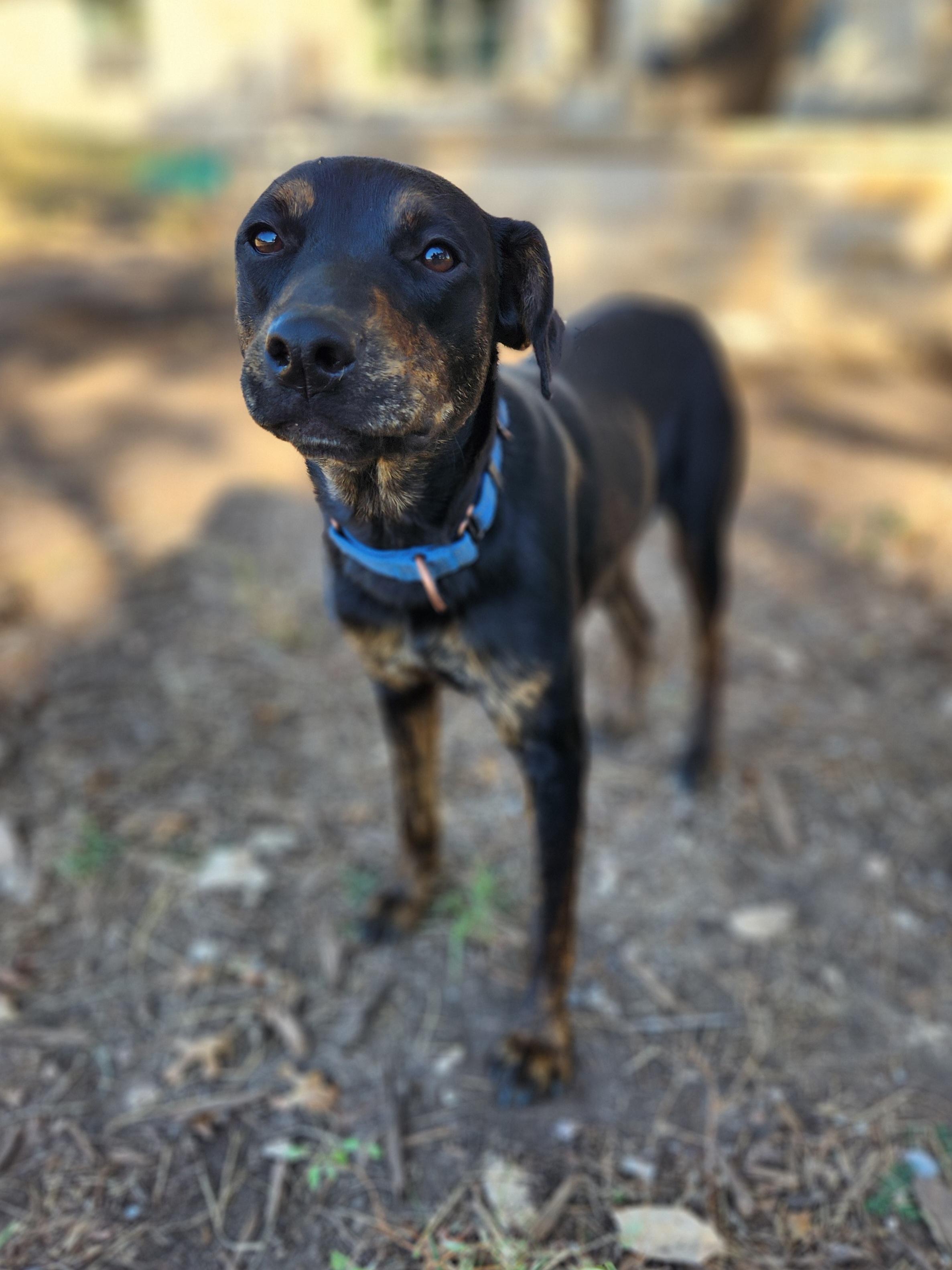 Enlarge Maria, a Adoptable Mixed Breed in Killeen, TX image 6/6