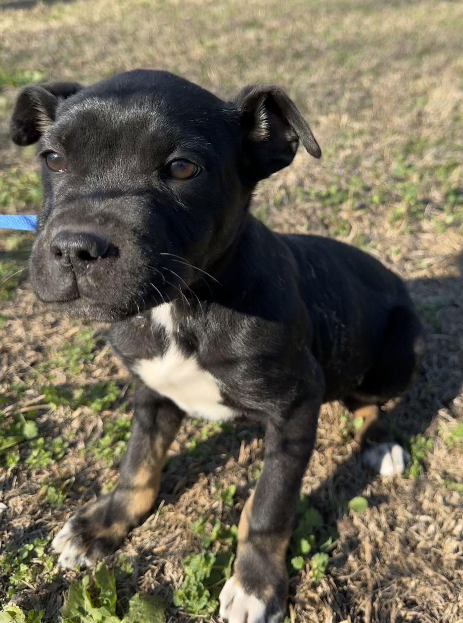 Phoebe, a Adoptable mixed breed in Tarrytown, GA image 1/3