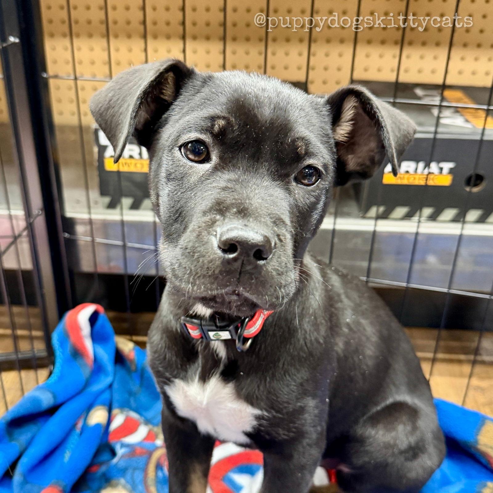 Phoebe, a Adoptable mixed breed in Tarrytown, GA image 2/3