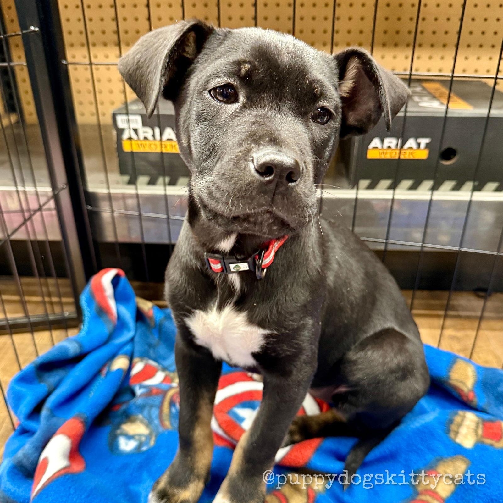 Phoebe, a Adoptable mixed breed in Tarrytown, GA image 3/3