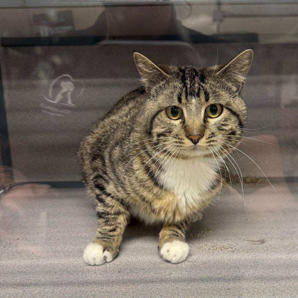 Enlarge Tessa, a Adoptable Domestic Short Hair in Collinsville , OK image 1/1