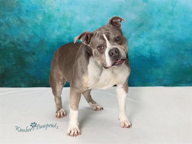 ALMOND, Adoptable, Adult Female American Bulldog & Mixed Breed.