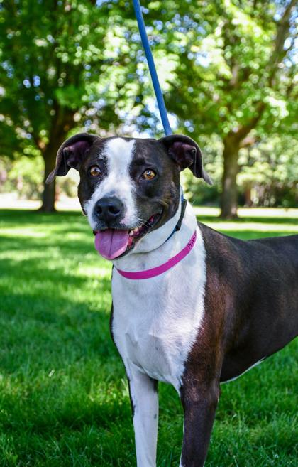 Princess Betsy, a Adoptable mixed breed in Yakima, WA image 1/3