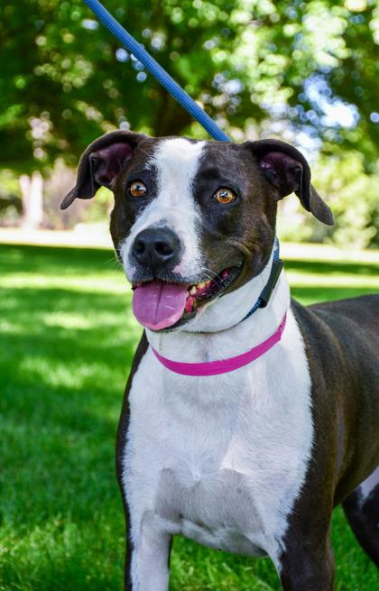 Princess Betsy, a Adoptable mixed breed in Yakima, WA image 2/3