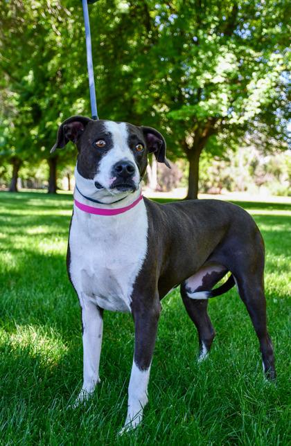 Princess Betsy, a Adoptable mixed breed in Yakima, WA image 3/3