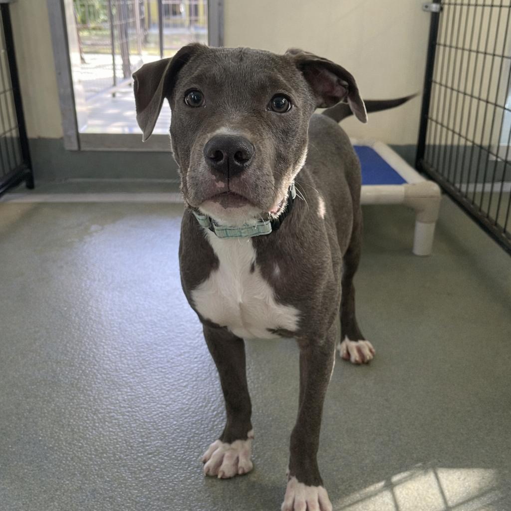 Enlarge Big Blue, a Adoptable Mixed Breed in Bradenton, FL image 1/3