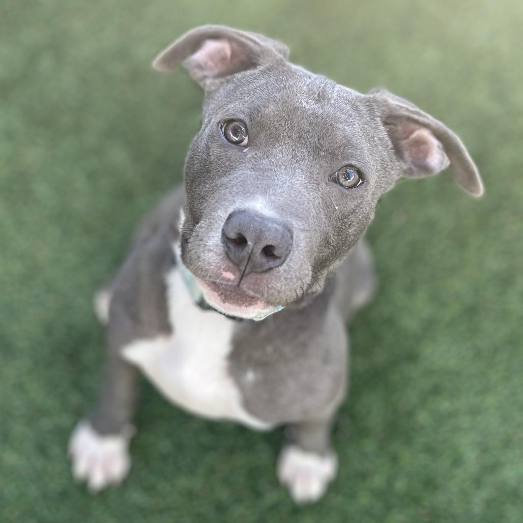 Enlarge Big Blue, a Adoptable Mixed Breed in Bradenton, FL image 2/3