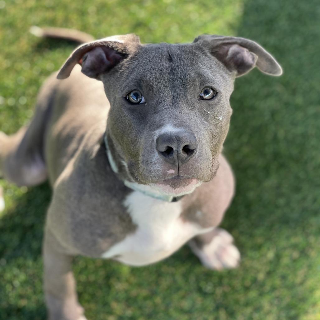 Enlarge Big Blue, a Adoptable Mixed Breed in Bradenton, FL image 3/3