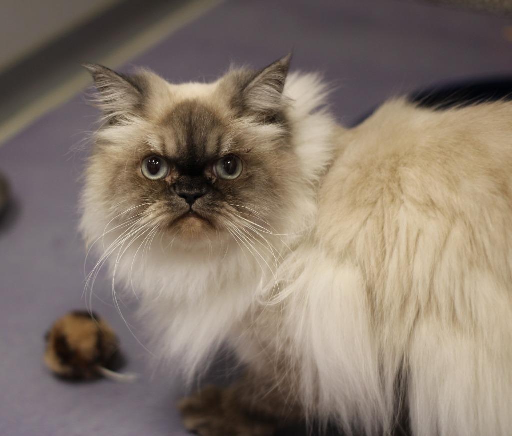Jinxy, Adoptable, Adult Female Himalayan.