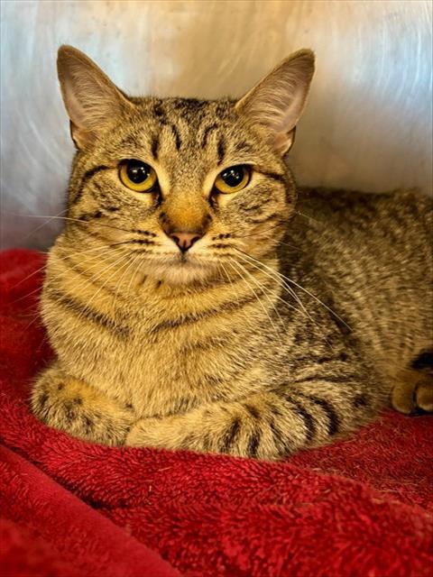 Enlarge GRACEY, a Adoptable Domestic Short Hair in York, SC image 1/1