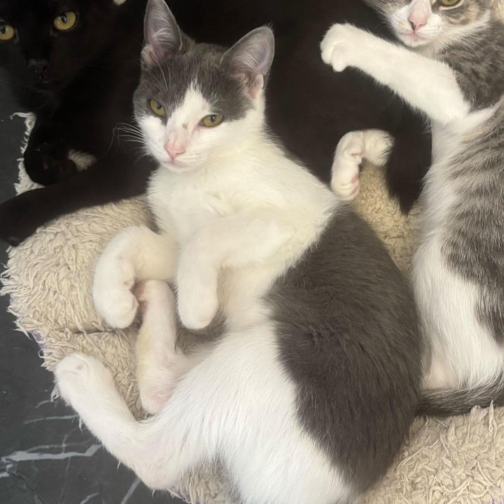 Echo (Bonded w/ Jinx), Adoptable, Young Female Domestic Short Hair.