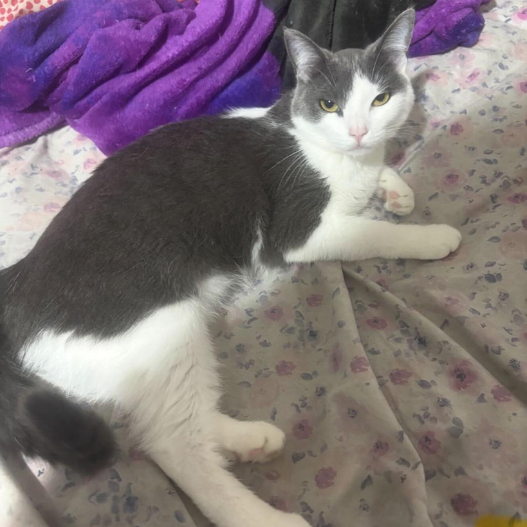 Enlarge Echo (Bonded w/ Jinx), a Adoptable Domestic Short Hair in Howard beach, NY image 2/6