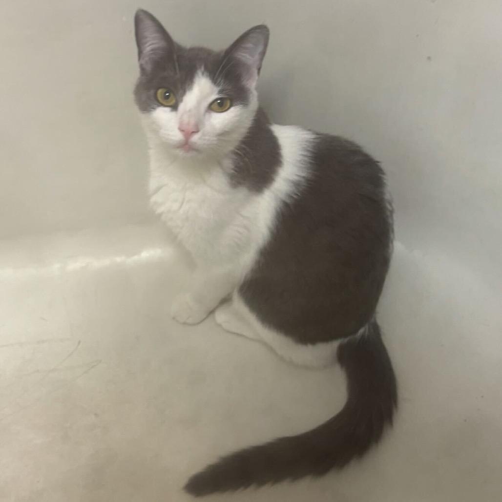 Enlarge Echo (Bonded w/ Jinx), a Adoptable Domestic Short Hair in Howard beach, NY image 3/6