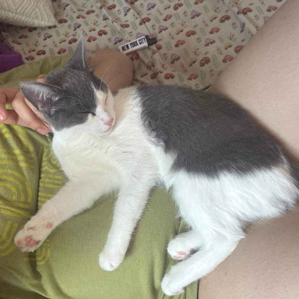 Enlarge Echo (Bonded w/ Jinx), a Adoptable Domestic Short Hair in Howard beach, NY image 5/6