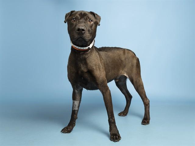 Enlarge MURPHY, a Adoptable mixed breed in Phoenix, AZ image 1/1