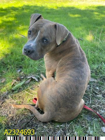 Enlarge FRANKIE, a Adoptable Mixed Breed in West Palm Beach, FL image 1/1