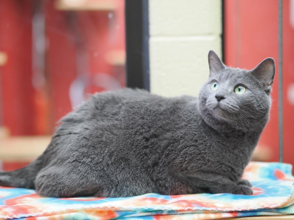 Molly Grue, Adoptable, Adult Female Domestic Short Hair.