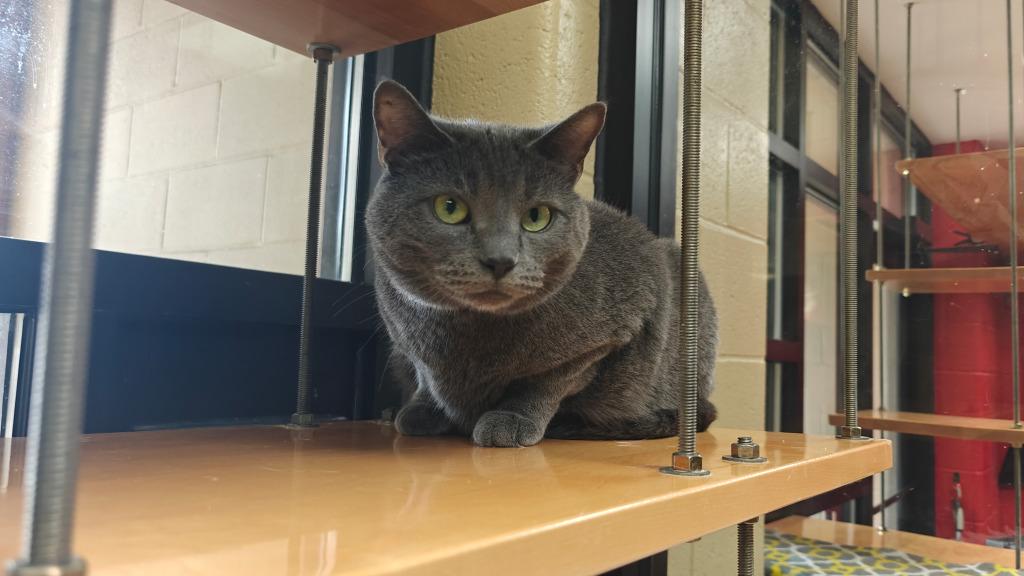 Enlarge Molly Grue, a Adoptable mixed breed in Cincinnati, OH image 2/5