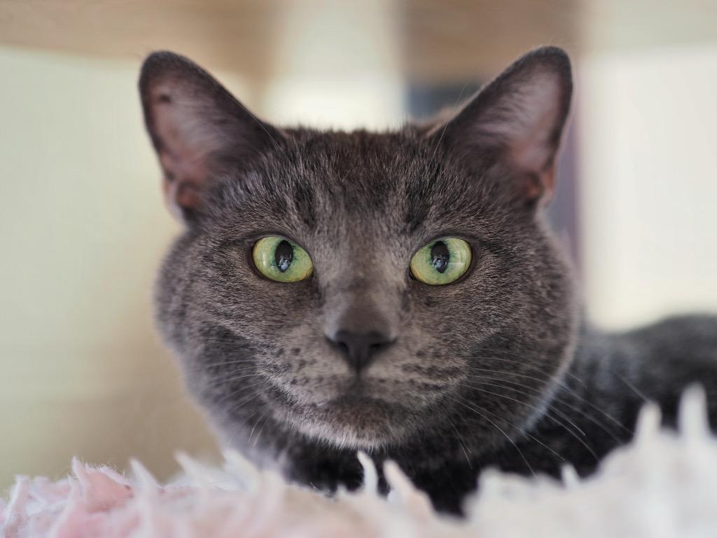 Enlarge Molly Grue, a Adoptable mixed breed in Cincinnati, OH image 3/5