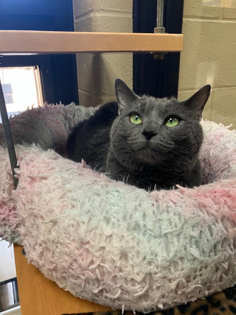 Enlarge Molly Grue, a Adoptable mixed breed in Cincinnati, OH image 4/5