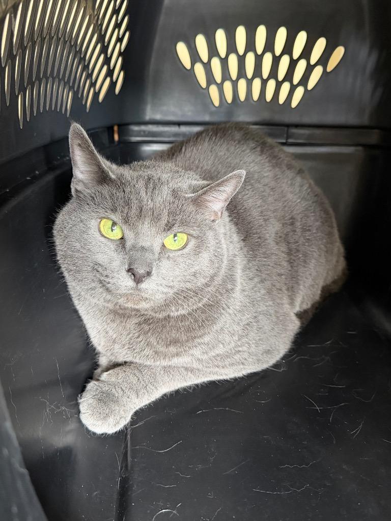 Enlarge Molly Grue, a Adoptable mixed breed in Cincinnati, OH image 5/5