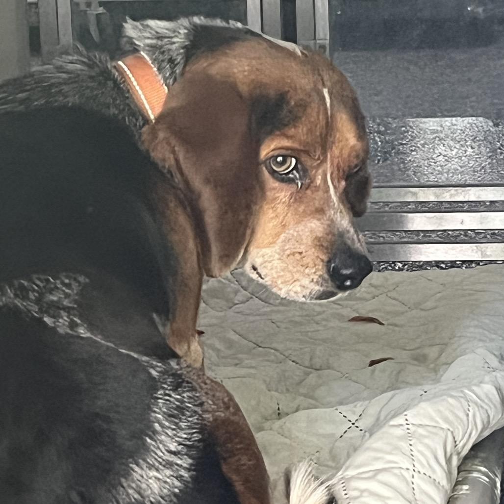 Bear, Adoptable, Adult Male Beagle.