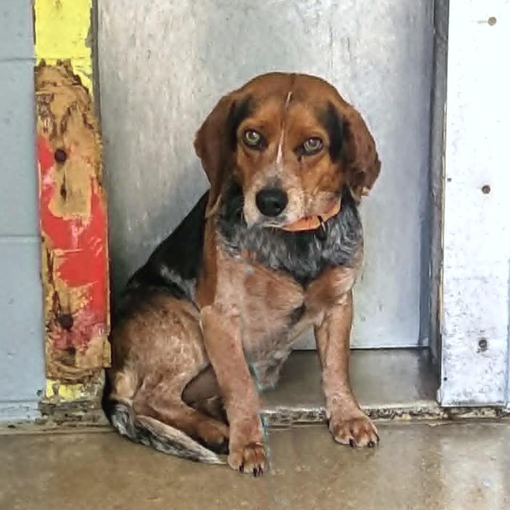 Enlarge Bear, a Adoptable Beagle in Belleville, IL image 2/3