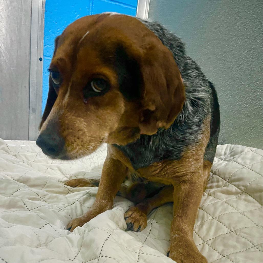 Enlarge Bear, a Adoptable Beagle in Belleville, IL image 3/3