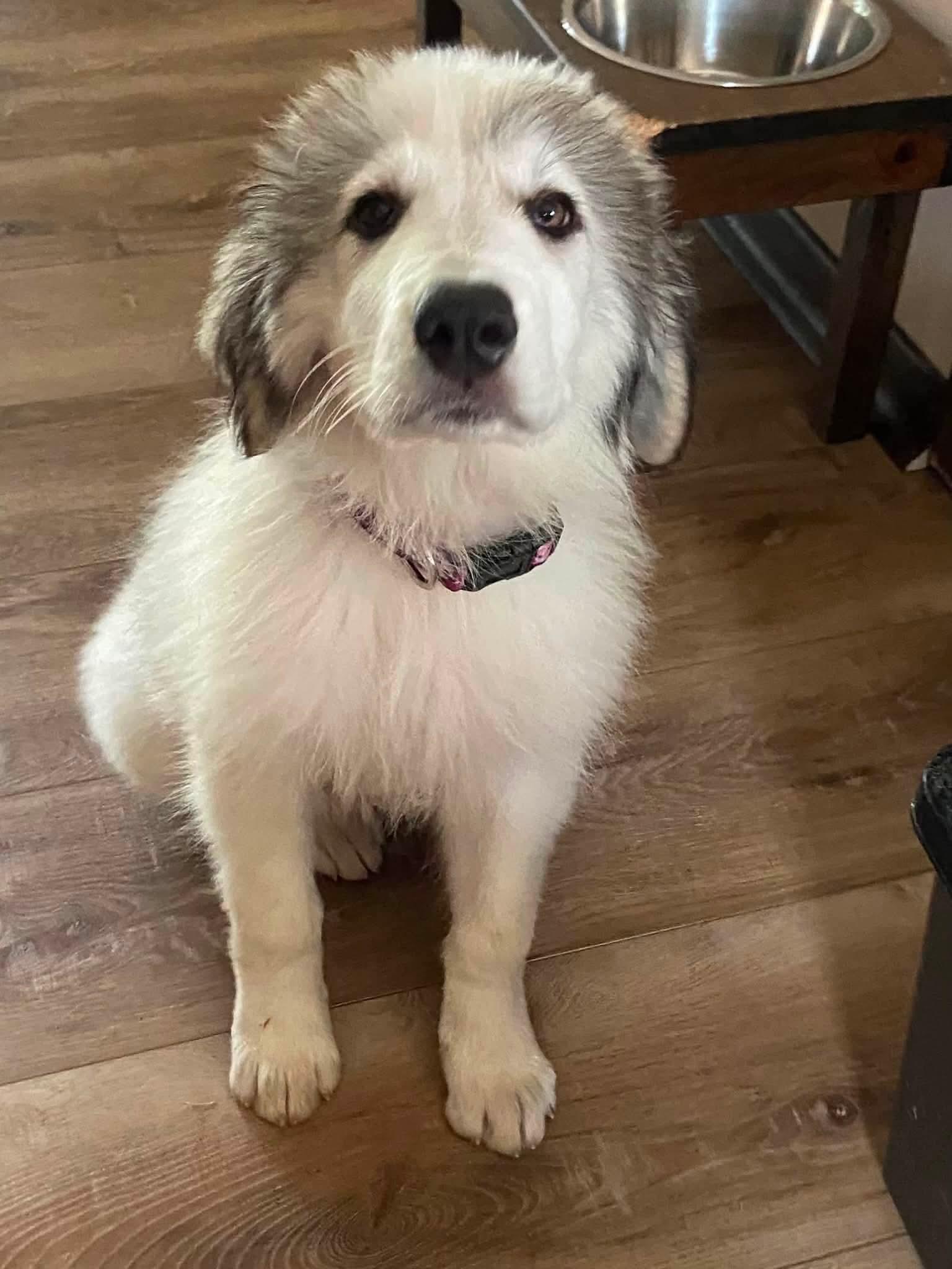 Claire the Anatolian Shepherd Puppy, a Adoptable mixed breed in Muskego, WI image 5/6
