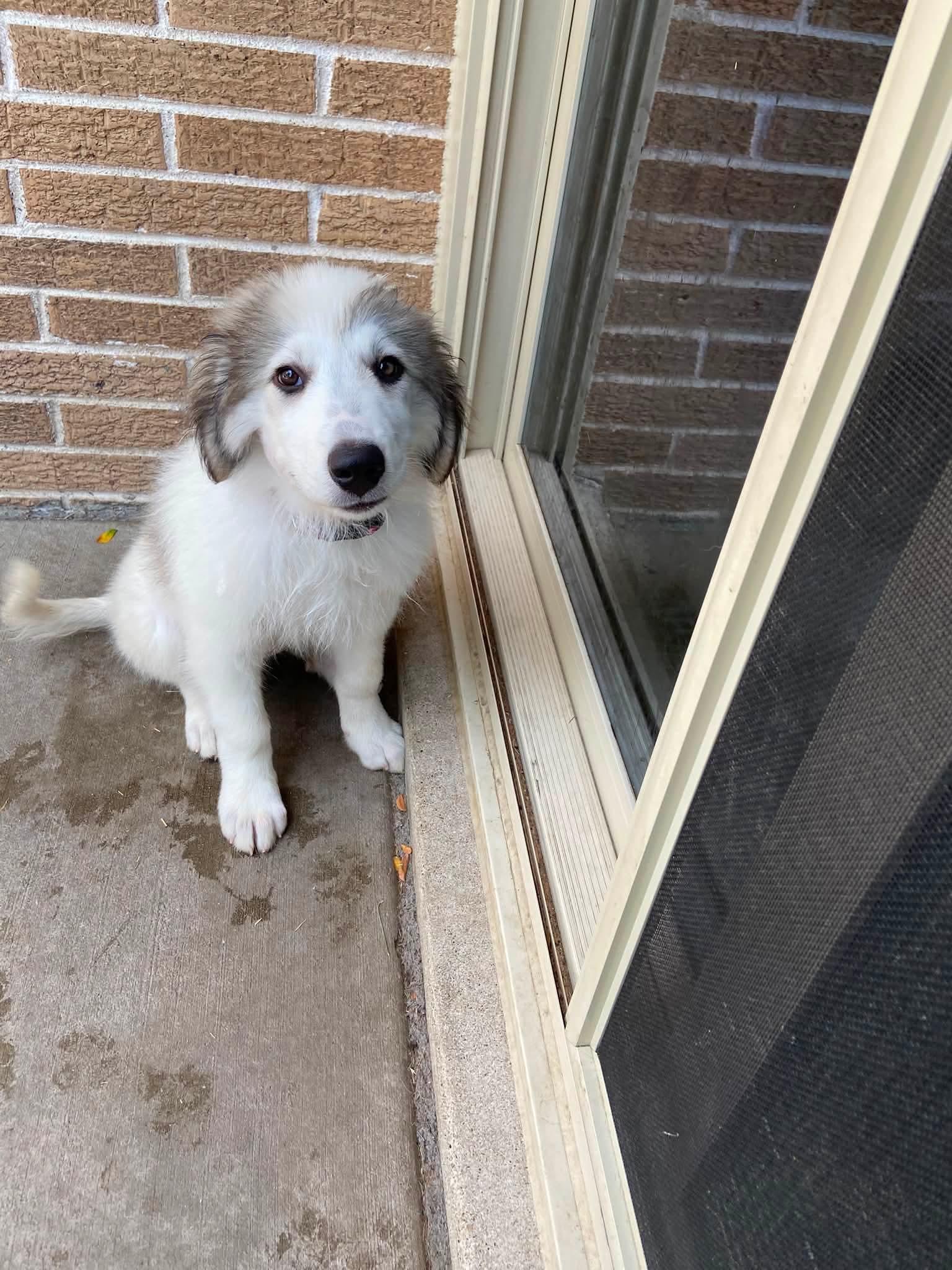 Claire the Anatolian Shepherd Puppy, a Adoptable mixed breed in Muskego, WI image 6/6