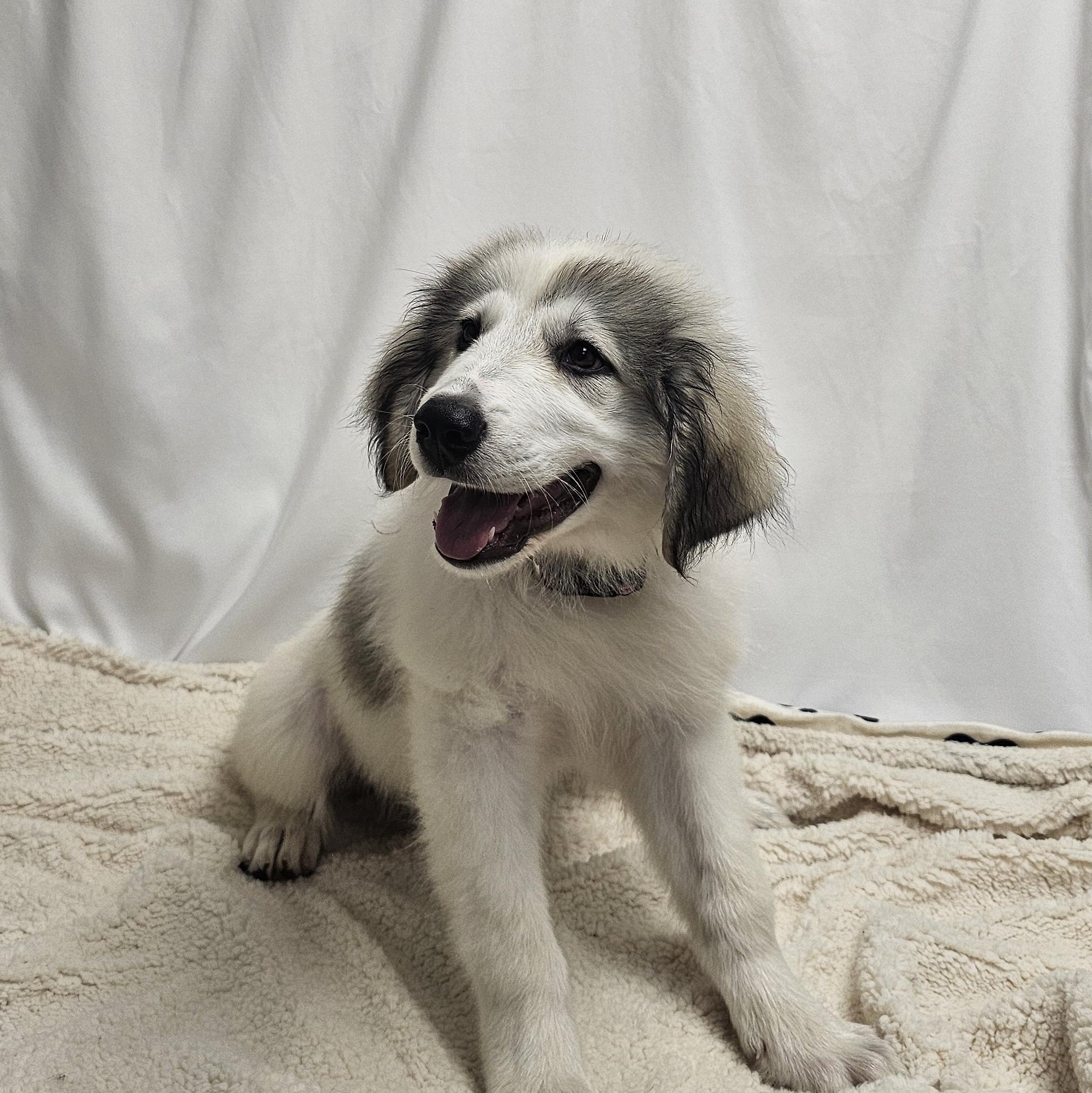 Claire the Anatolian Shepherd Puppy, a Adoptable mixed breed in Muskego, WI image 3/6