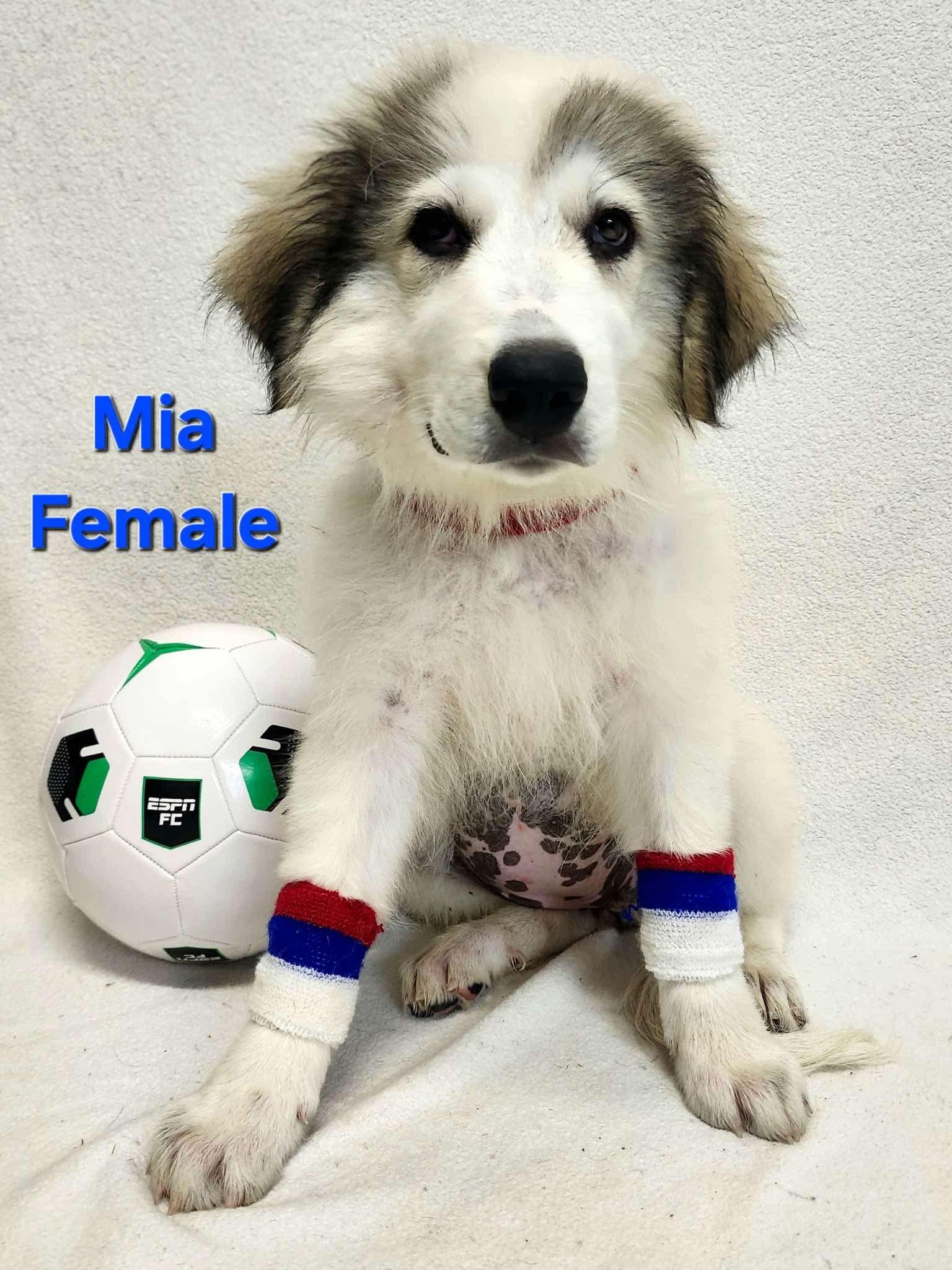 Claire the Anatolian Shepherd Puppy, a Adoptable mixed breed in Muskego, WI image 2/6