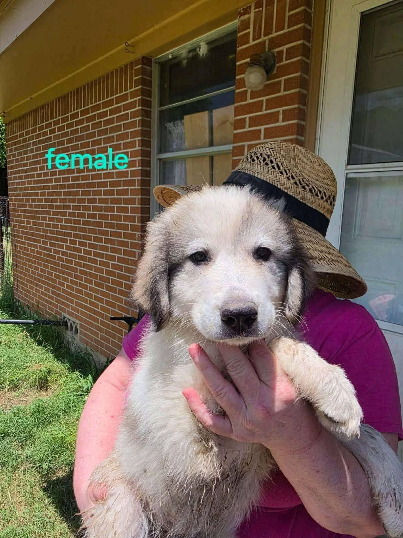 Claire the Anatolian Shepherd Puppy, a Adoptable mixed breed in Muskego, WI image 4/6