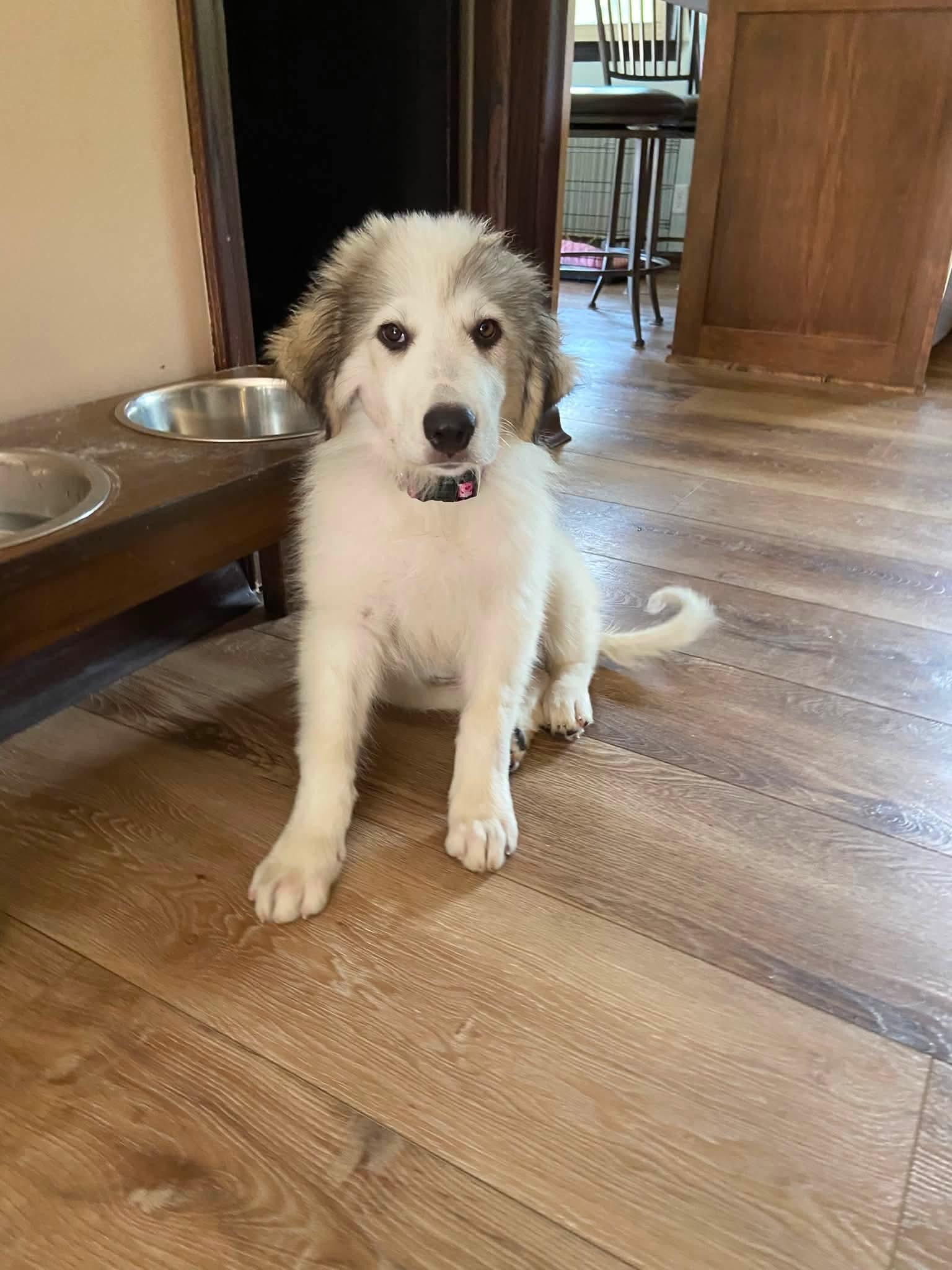 Claire the Anatolian Shepherd Puppy, a Adoptable mixed breed in Muskego, WI image 1/6