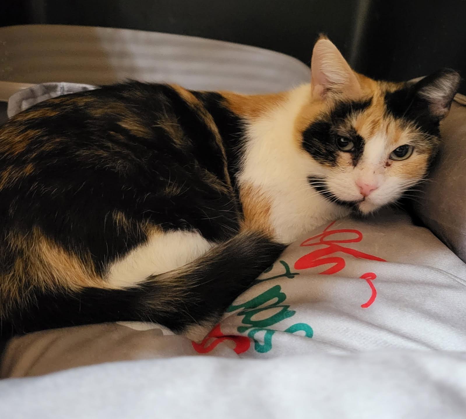 Aurora, an adoptable Calico in Zimmerman, MN, 55398 | Photo Image 1