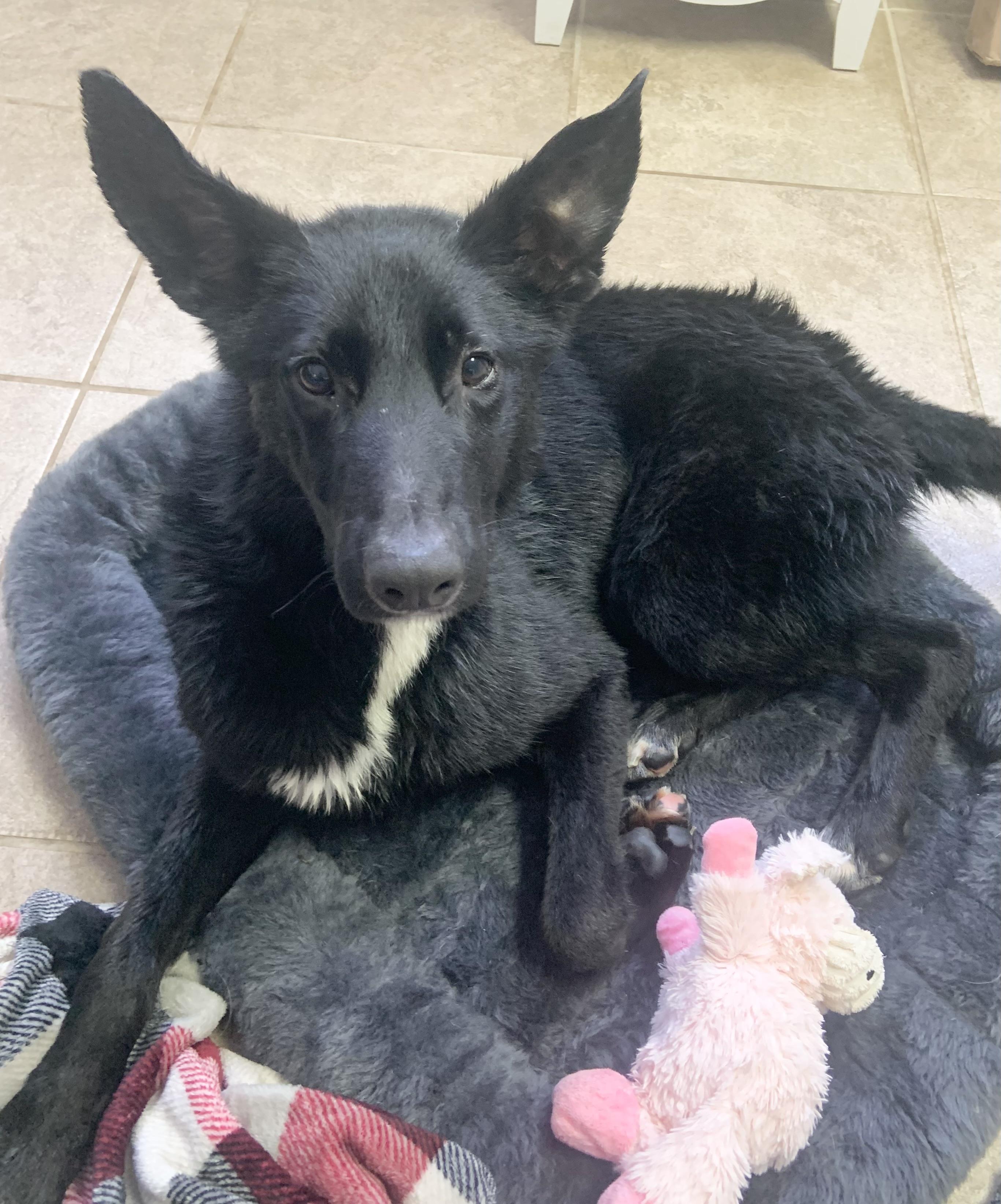 Kirby, ADOPTABLE, Adult Male Cattle Dog.