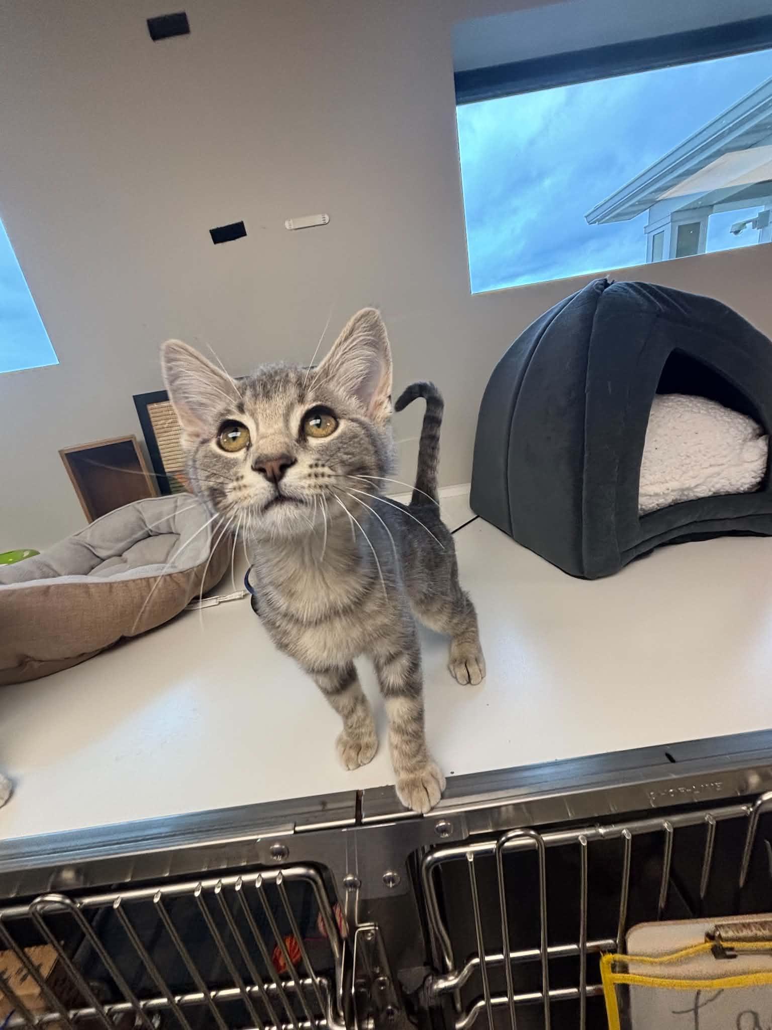 Gravy, a ADOPTABLE Domestic Short Hair in Liberty, MO image 5/5