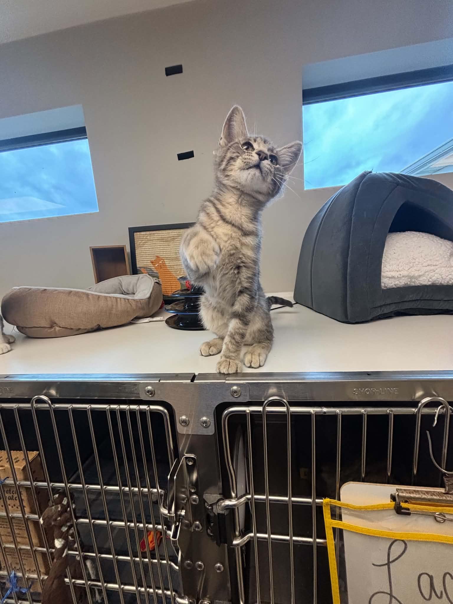 Gravy, a ADOPTABLE Domestic Short Hair in Liberty, MO image 3/5