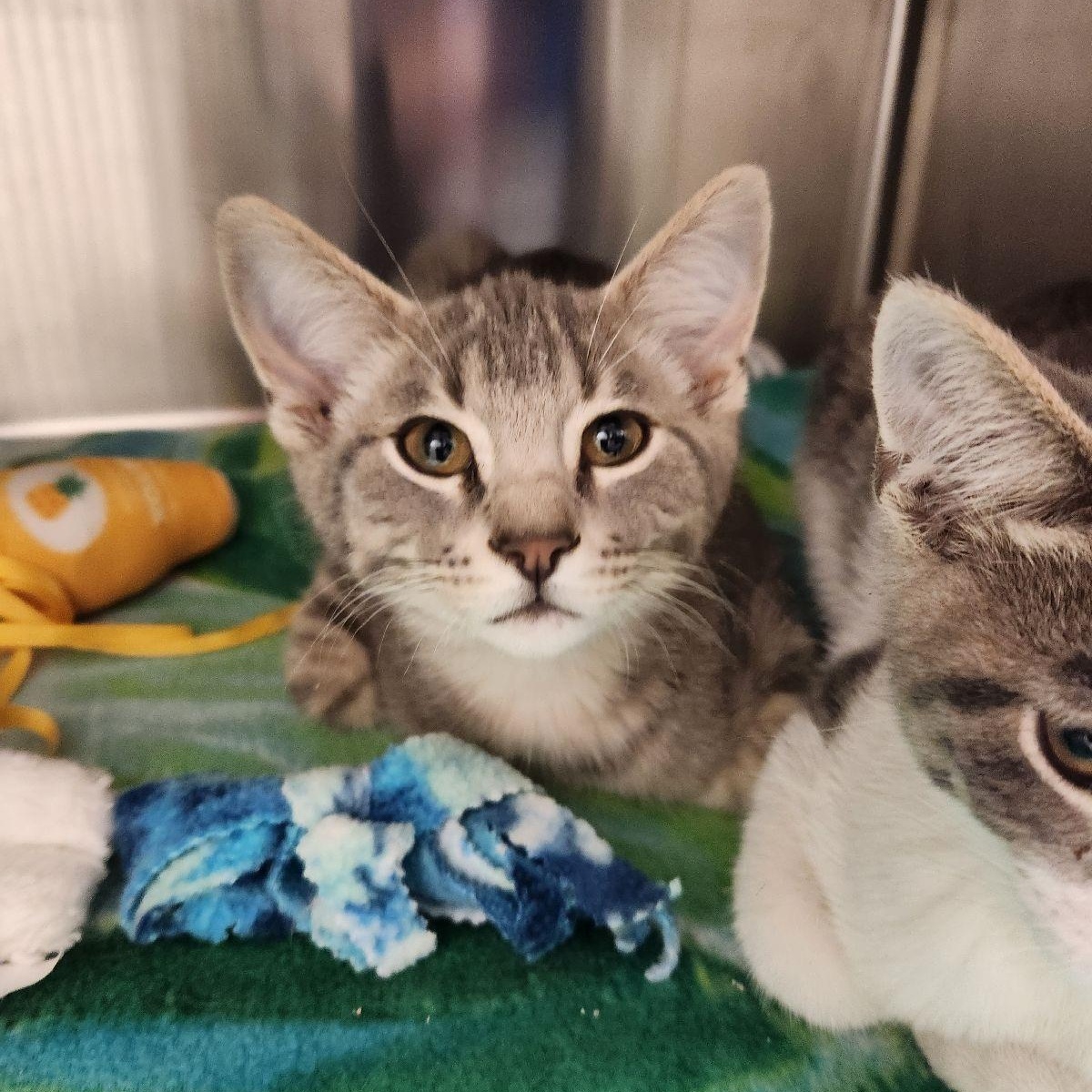 Gravy, ADOPTABLE, Kitten Male Domestic Short Hair.