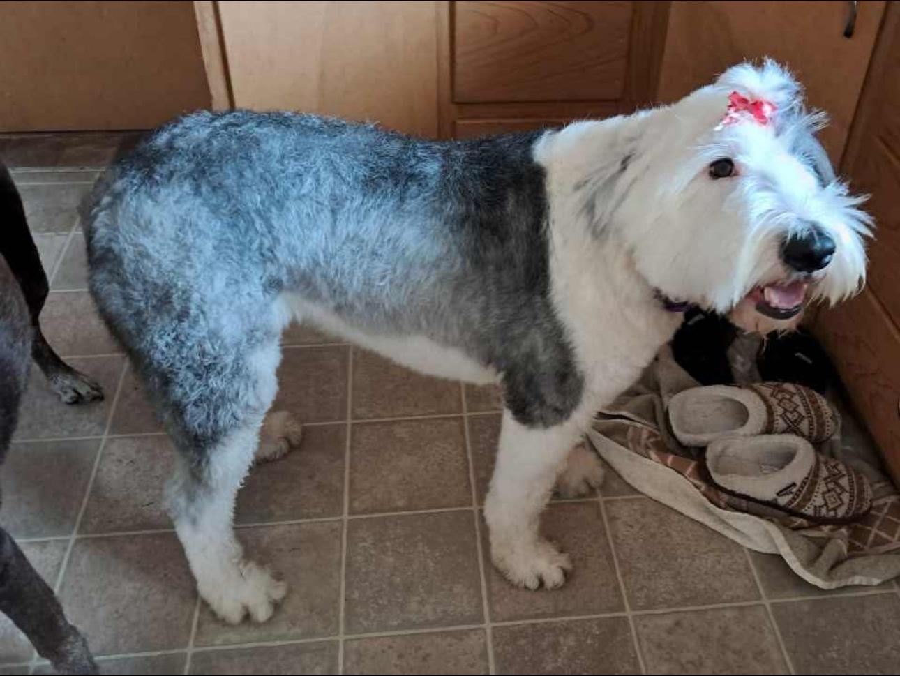 Enlarge Molly!, a Adopted Old English Sheepdog in Reinbeck, IA image 1/2