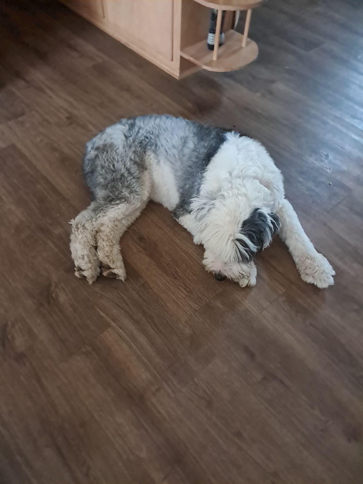 Molly!, Adopted, Adult Female Old English Sheepdog.